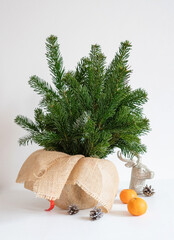 A bouquet of fresh spruce branches on a white background. Minimalistic Christmas composition made of natural materials