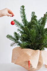 a modern woman in a red sweater hangs red balloons on fir branches. a woman's hand hangs red balloons on fir branches. Close-up. The minimum concept of the new year