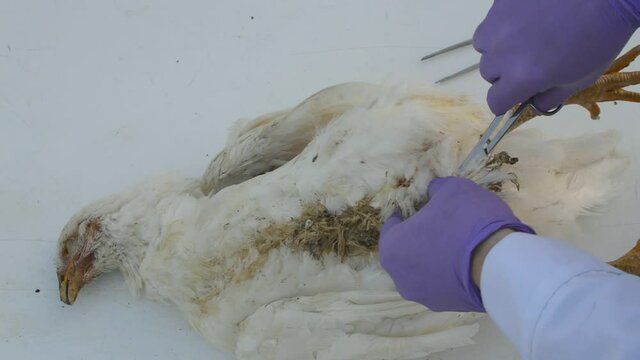 necropsy poultry chicken performed by veterinarian. post-mortem dissection