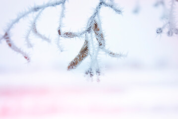 Frost on tree branches after blizzard
