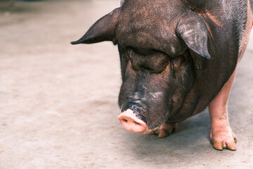 pig face, portrait of dirty cute pig eating with big ears covering his head, Small piglet in the farm.