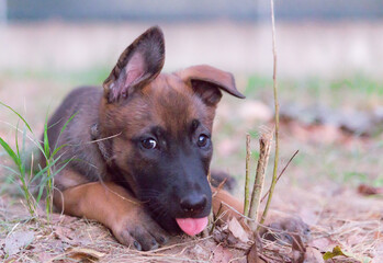 Cute belgian malinois pet standing and playing