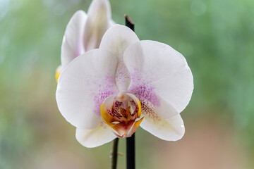 weiße Orchideenblüte