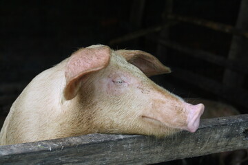 A pig with a kind expression.

