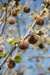 Früchte einer Platane im Frühling