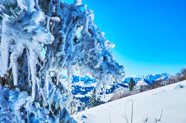 Spruce in icy coat, Zwolferhorn, St Gilden, Salzkammergut, Austria