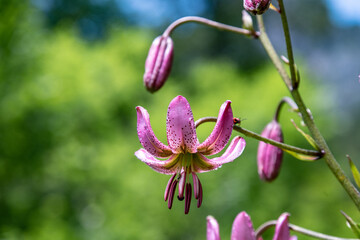 Türkenbund Lilie mit Knopsen