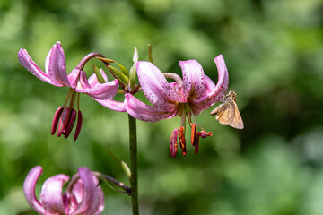 Türkenbund Lilien mit Schmetterling