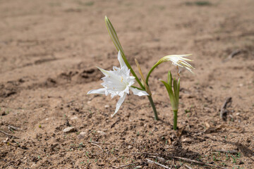 blühende Strandlilie © Ingeborg Zeh