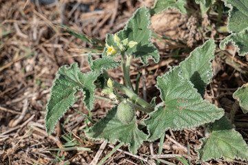 blühende zaunrübe mit Frucht auf Waldboden