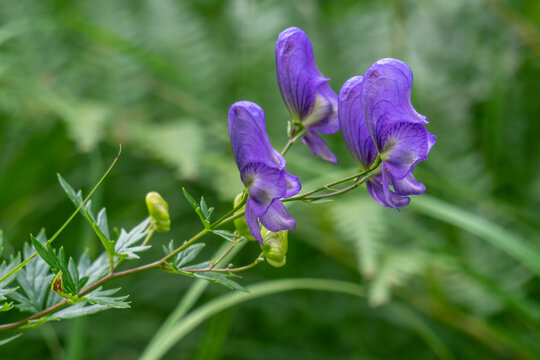 Blauer Eisenhut seitlich