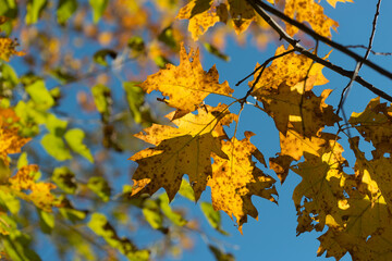 Fototapeta na wymiar yellow oak leaves