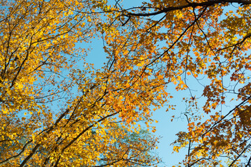autumn leaves against blue sky