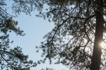 pine tree with sunlight