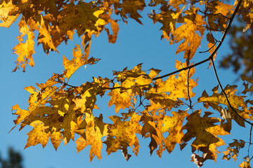 oak leaves at autumn