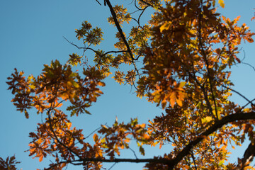 Obraz premium autumn oak leaves against blue sky