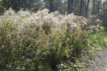 field of goldenrod wildflowers in autumn