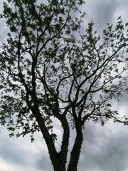 tree and sky