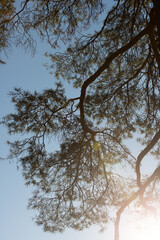 pine tree and sunburst