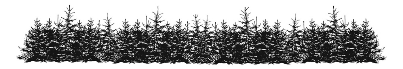 silhouettes of spruce. forest belt. silhouette from a strip of wood. Vector graphics. eps