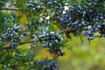 Juniper berries on a juniper tree branch