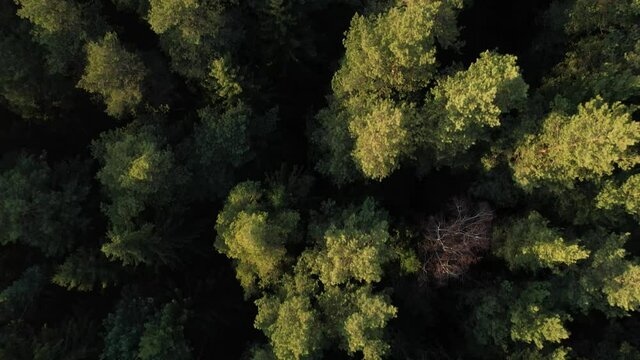 Aerial view of forest in `Russia at fogy autumn sunrise. Drone shot flying over treetops, nature background footage in 4K resolution