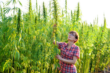 Caucasian female farmer checking industrial hemp stalks at field sunset time somewhere in Ukraine