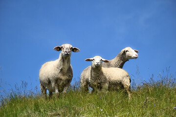 Obraz premium sheep and lambs