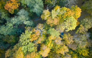 Aerial top down view of autumn forest with green and yellow trees. Mixed deciduous and coniferous forest.