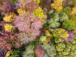 Fototapeta na wymiar Aerial view of autumn forest landscape with top trees yellow foliage