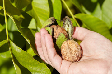 Walnut tree and hand harvesting green walnut