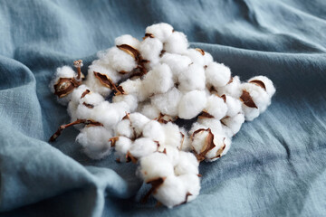 Fototapeta na wymiar White cotton flowers on blue fabric