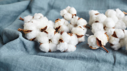 White cotton flowers on blue fabric