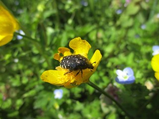 White-spotted rose beetle (Cetonia funesta) on a yellow flower.