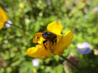Cétoine grise (Cetonia funesta) dans une fleur de renoncule jaune. 