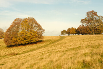 Fototapeta premium Autumn colours at Petworth park, West Sussex
