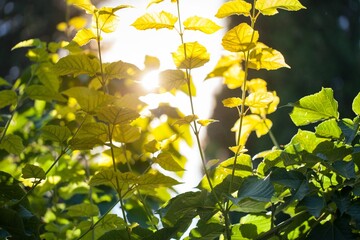 Beautiful nature landscape - Alpine meadow. Grass closeup with sunbeams. Beautiful Nature landscape with sun flare. Vintage Sepia toned