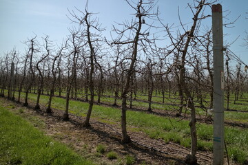 Obraz premium Apple garden in the spring.