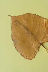 isolated poplar leaf on yellow construction paper