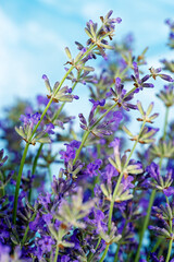Flowers of Lavender over blue sky .Beauty natural background