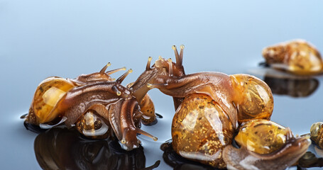 Pile of African snails (Achatina imaculata lamarckiana) on gray background