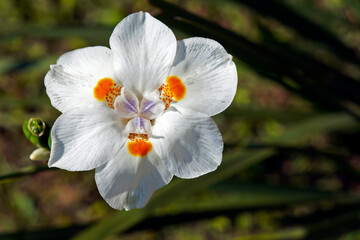 African iris, Fortnight lily or Morea iris (Dietes iridioides)