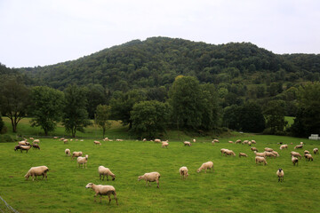 Fototapeta premium sheep farm