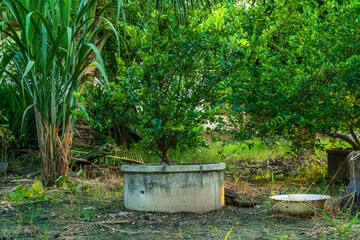 Green lemons tree growth on the cement pond in a garden citrus fruit thailand.