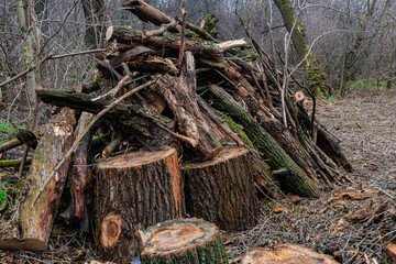 A pile of firewood piled near the trail, in the forest. Loggers prepared firewood for the winter...
