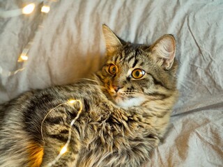 Christmas funny cat. Cute grey fluffy cat lying on bed and playing with christmas balls and Christmas lights. Cozy holidays