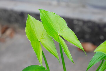 Fresh green leaves of the arrowhead plants or Sagittaria montevidensis plant (Sagittaria Sagittifolia) growing in the pond
