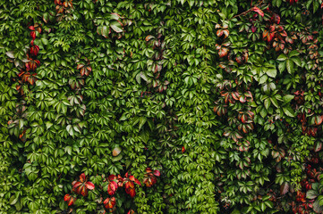 Background, texture of green, red curly leaves, foliage of decorative grapes on the background of the wall.