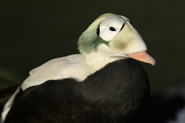 A male Spectacled Eider, Somateria fischeri, standing on the bank at the edge of water at Arundel wetland wildlife reserve.		