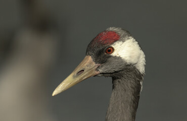 A head shot of a stunning Crane, Grus grus, at Slimbridge wetland wildlife reserve.	